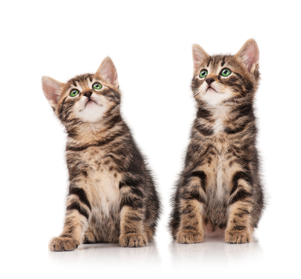 Gattini siberiani
 - Foto, immagini