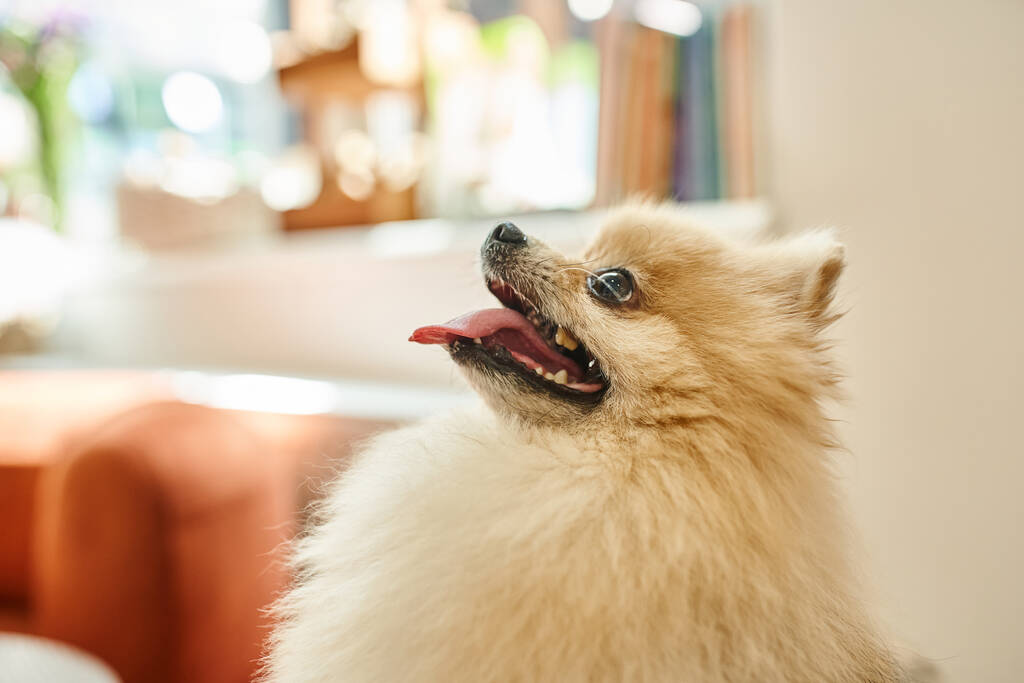 zijaanzicht van pluizig pomeranian spitz met tong uit in de lobby van hondenhotel, huisdiervriendelijk concept - Foto, afbeelding