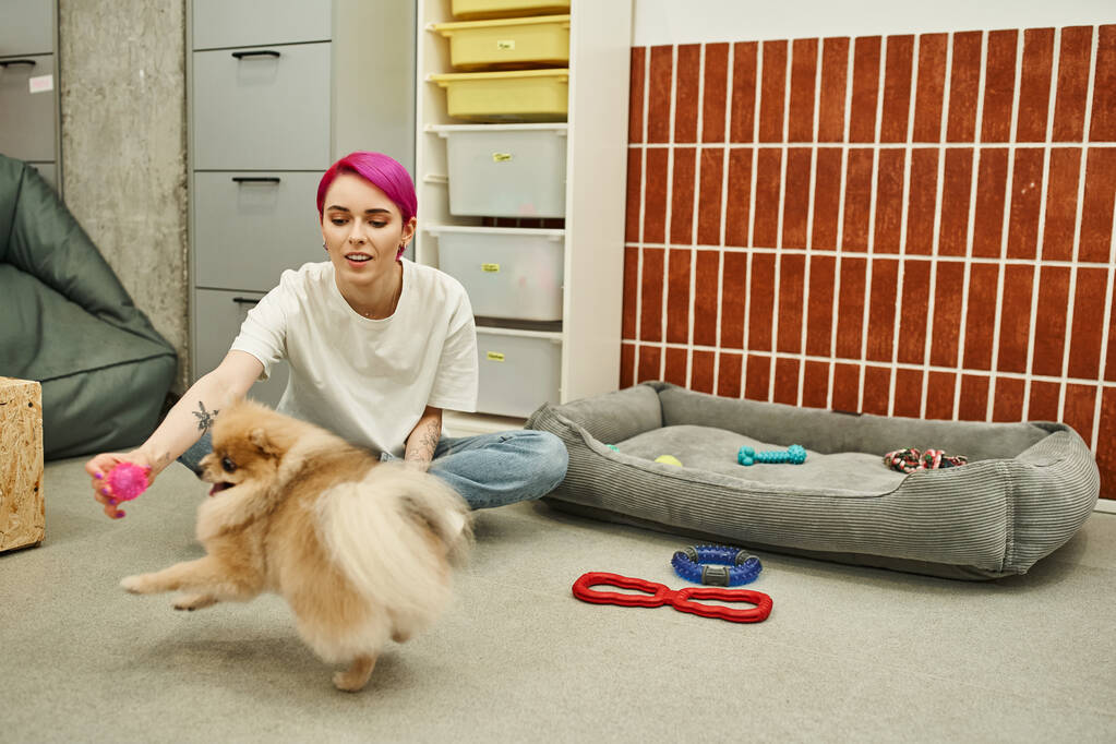 huisdier hotel werknemer zitten op de vloer met speelgoed en spelen met lieflijke pomeranian spits, hond service - Foto, afbeelding