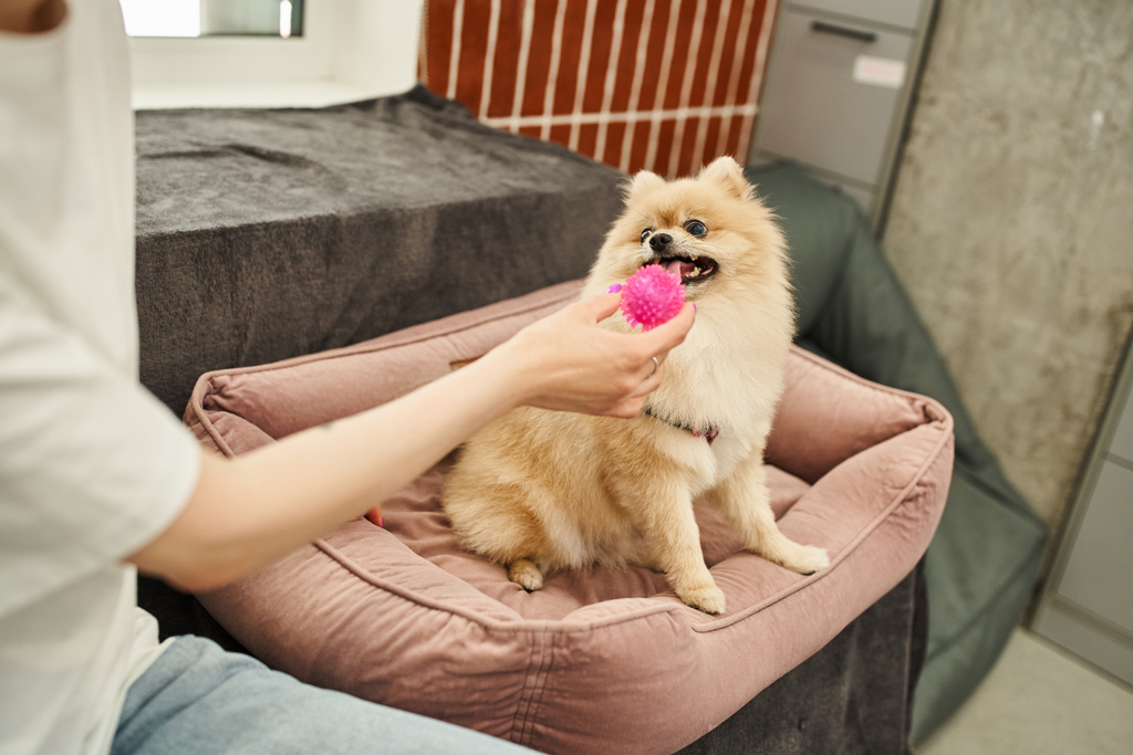 vista recortada del trabajador del hotel de mascotas sosteniendo el juguete y jugando con spitz pomeraniano en la cama de perro suave - Foto, Imagen
