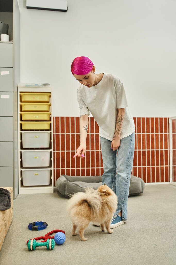cão sitter apontando com o dedo enquanto formação bonito pomeranian spitz no pet hotel, obedience class - Foto, Imagem