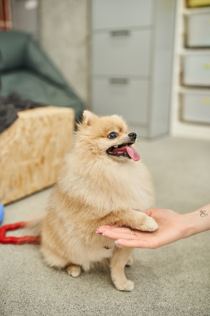 Oyuncu Pomeranian Spitz 'in evcil hayvan otelinde antrenman sırasında kırpılmış köpek bakıcısına pençe atması. - Fotoğraf, Görsel