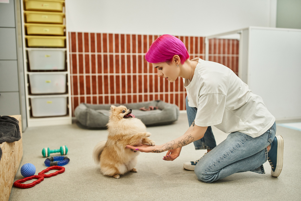 hond training klasse, speels en gehoorzaam pomeranian spitz geven poten aan zorgzame huisdier hotel werknemer - Foto, afbeelding