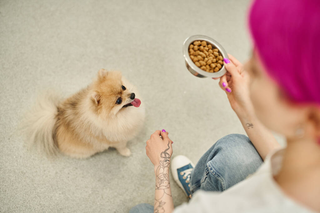 vysoký úhel pohledu rozmazané fenky hlídání psa držící misku kibulí v blízkosti pomeranian spitz, čas na jídlo - Fotografie, Obrázek