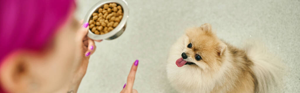 rozmazaný pes hlídání s miskou suchého jídla dávat příkaz k sezení poslušné pomeranian spitz, banner - Fotografie, Obrázek