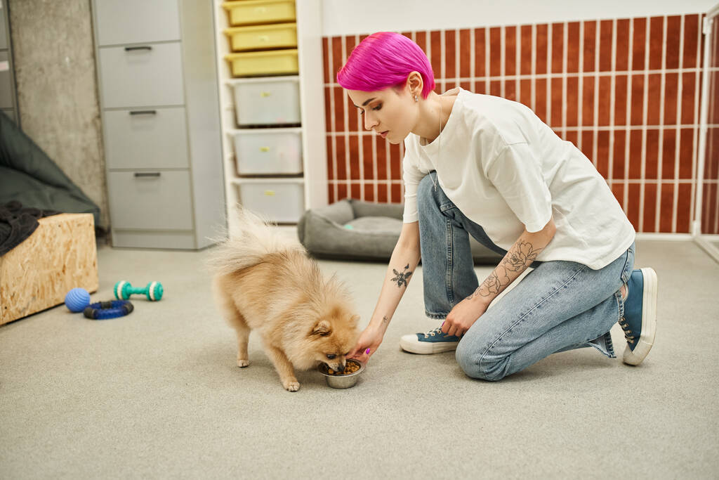 tiempo de alimentación en hotel de mascotas, púrpura de pelo perro niñera alimentación adorable pomeranian spitz con chibbles - Foto, Imagen