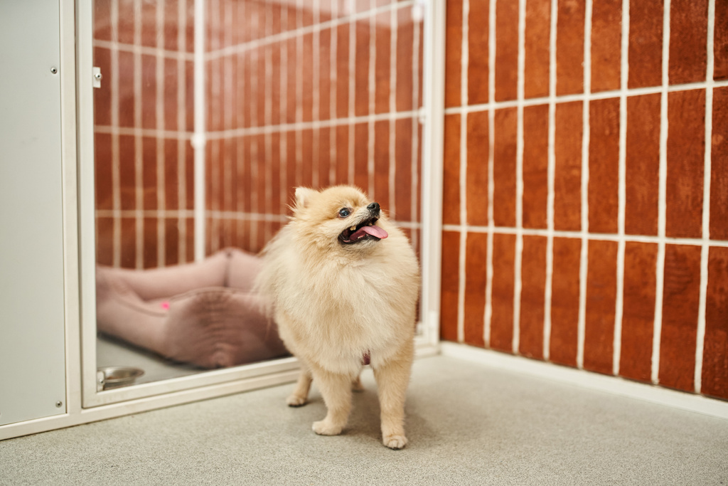 Evcil hayvan otelinde rahat bir barınağın yanında duran enfes Pomeranian Spitz. - Fotoğraf, Görsel