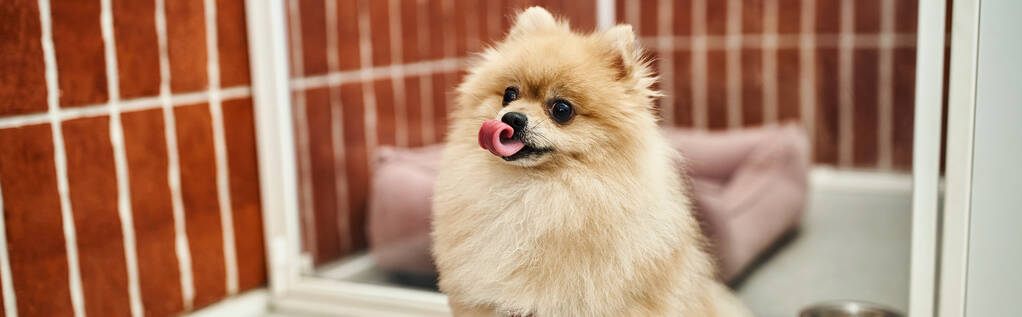 funny pomeranian spitz sticking out tongue near blurred cozy kennel in modern pet hotel, banner - Photo, Image