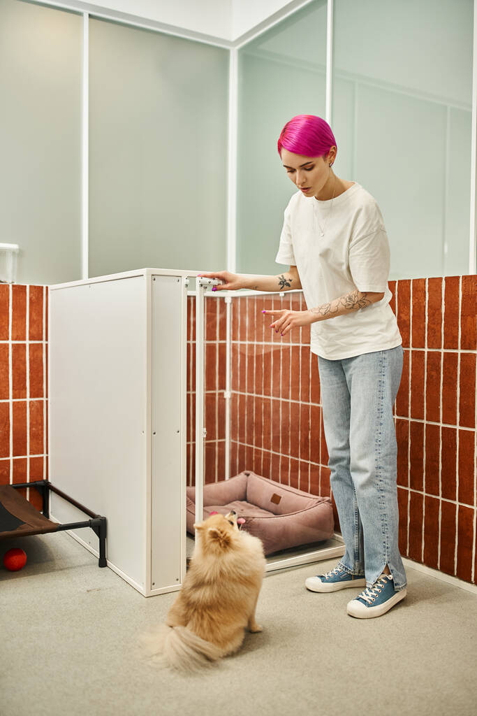 tattooed pet sitter giving sit command to pomeranian spitz near cozy kennel in modern dog hotel - Photo, Image