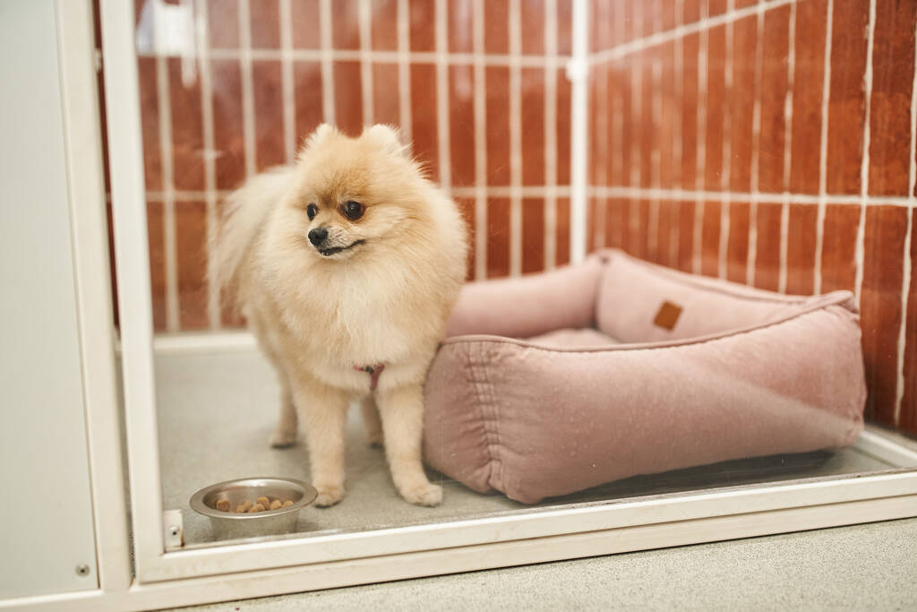 divertido spitz pomeraniano en una acogedora perrera cerca de un tazón de comida seca en un acogedor hotel para mascotas, estancia cómoda - Foto, imagen