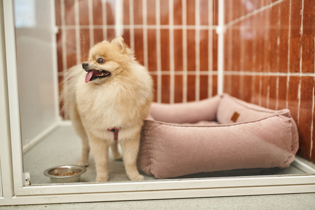 esponjoso spitz pomeraniano que sobresale lengua cerca de un tazón con comida seca y cama de perro suave en una acogedora perrera - Foto, imagen