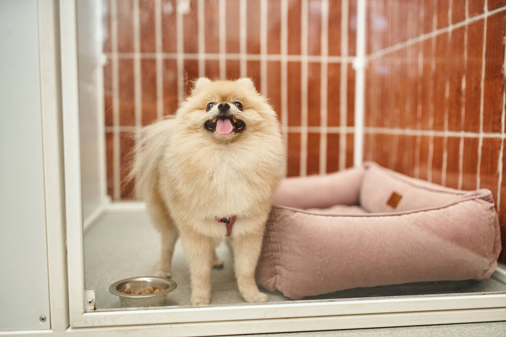 iloinen pomeranian spitz törröttää kielen lähellä kulhoon kibbles ja pehmeä koira sänky kodikas kenneli - Valokuva, kuva