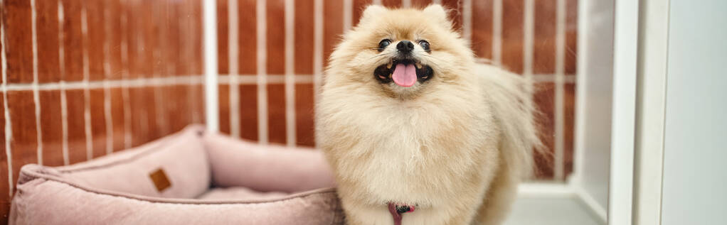 speelse pomeranian spitz steken uit tong in comfortabele hondenkennel in de buurt van zachte hondenmand, banner - Foto, afbeelding