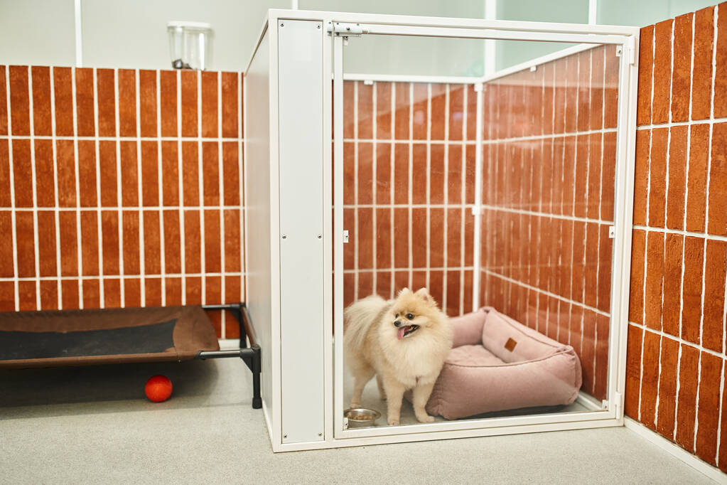 roztomilý pomeranian spitz looking out kennel with soft dog bed in pet hotel, útulné ubytování - Fotografie, Obrázek