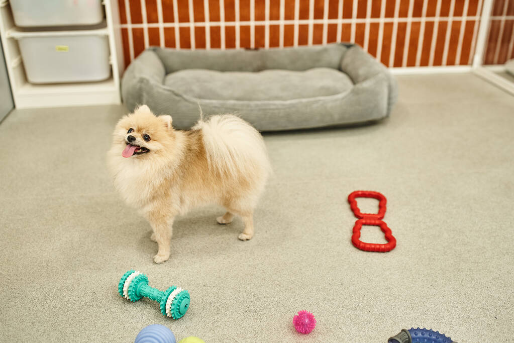 ペット ホテルの居心地の良い環境で柔らかい犬のベッドやおもちゃの近くに立っている遊び心のあるルシアン スピッツ - 写真・画像
