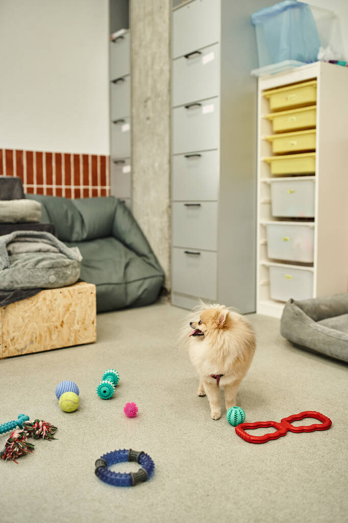 радісний португальський шпіц, що стоїть біля набору різних іграшок на підлозі в сучасному готелі собак, ігровий час - Фото, зображення