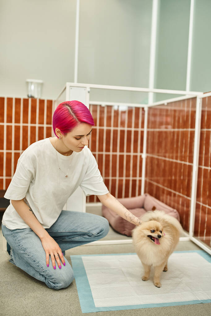 татуйований собака домашня тварина працівник готелю привчає португальський шпіц до пісяючого майданчика в комфортному розміщенні - Фото, зображення