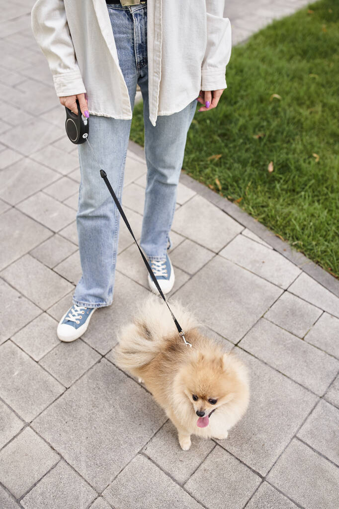 kivágott kilátás nő séta imádnivaló pomerániai köpés rulett póráz, városi életmód - Fotó, kép