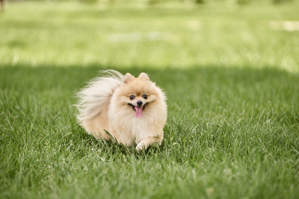 játékos pomerániai köpködés séta zöld fű a parkban, és kilóg a nyelv, kutya boldogság - Fotó, kép
