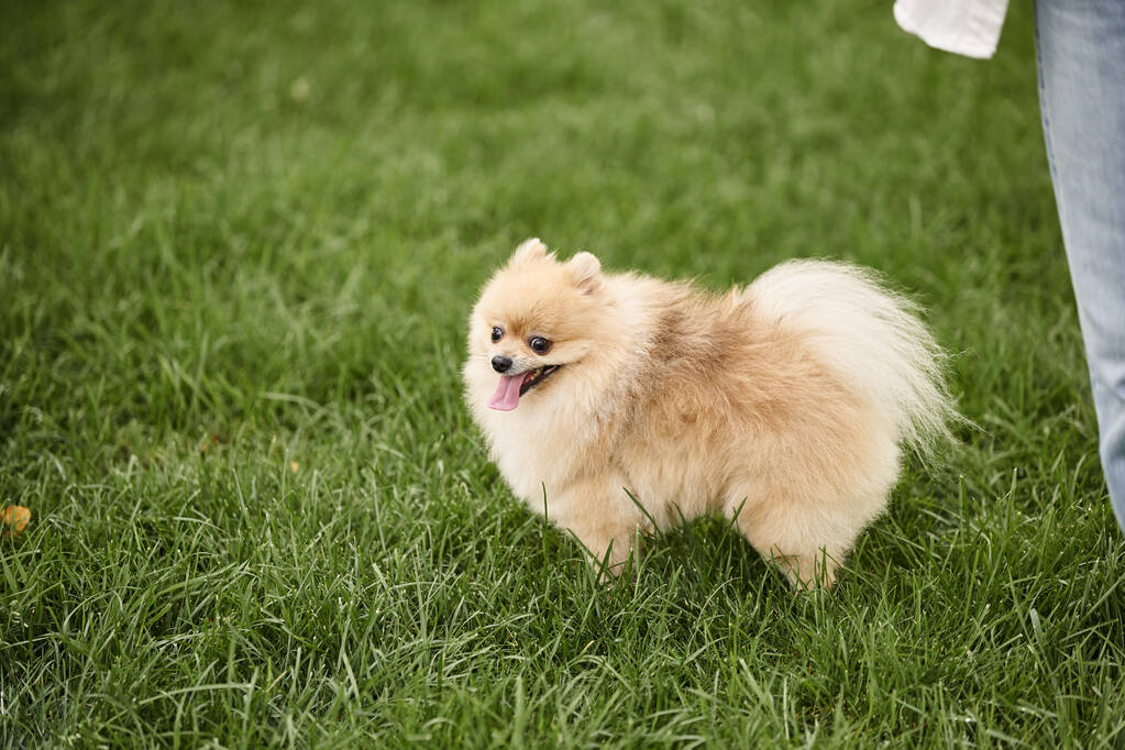 spitz pomeraniano peludo y mimado caminando sobre césped herboso en el parque, ocio perrito y disfrute - Foto, Imagen