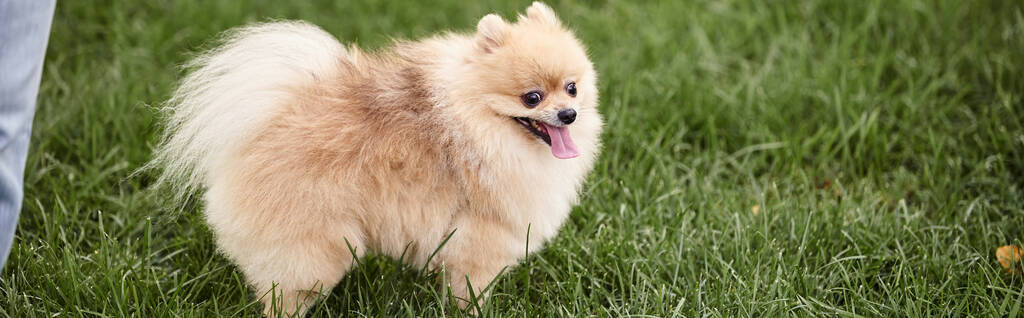 esponjoso y juguetón spitz pomeraniano caminando sobre hierba verde en el parque, la felicidad perrito, bandera - Foto, Imagen
