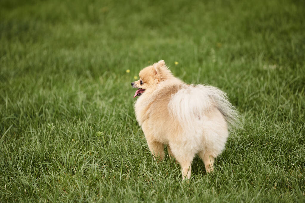 Yeşil çimenlikte parkta yürüyen hoş bir Pomeranian spitz, açık hava aktivitesi ve keyif - Fotoğraf, Görsel