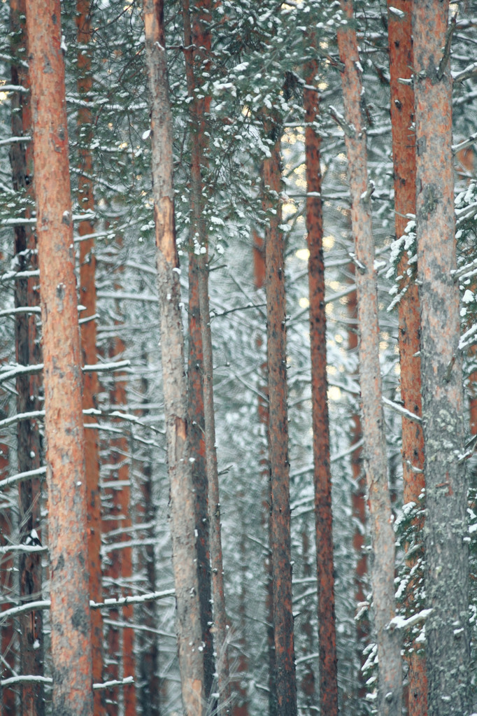 Сосны в зимнем лесу
 - Фото, изображение