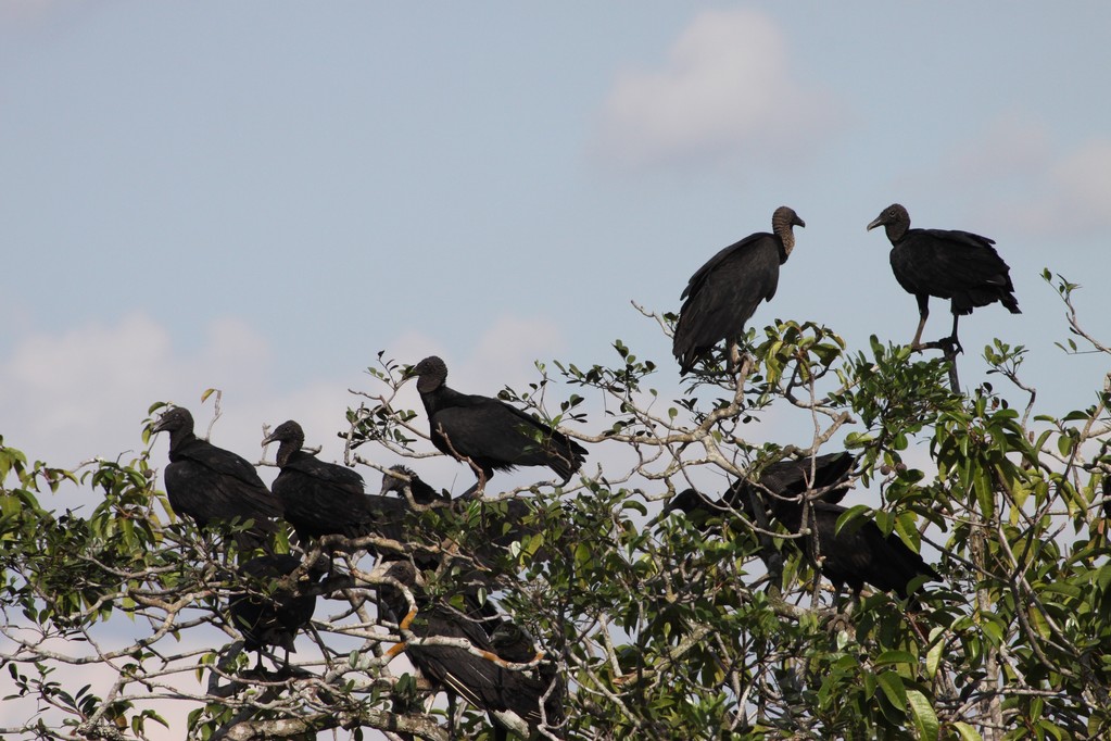 Musta korppikotka Guaviaren departementissa
 - Valokuva, kuva
