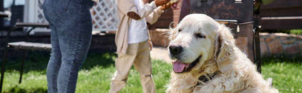 アフリカ系アメリカ人の家族の近くでかわいい犬は,家の裏庭に家族BBCパーティーを持っています, バナー - 写真・画像