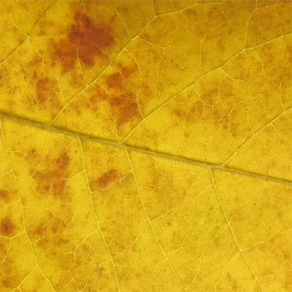 Texture jaune des feuilles
. - Vecteur, image