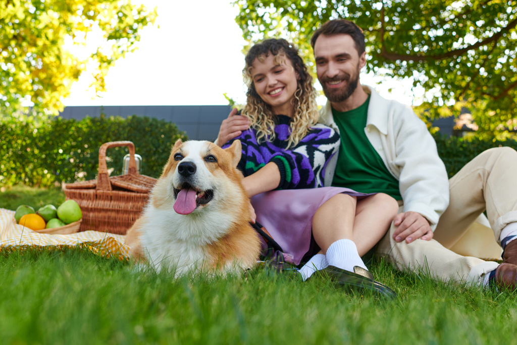 feliz rizado mujer y alegre hombre disfrutando de picnic con lindo perro corgi en césped verde en el parque - Foto, imagen