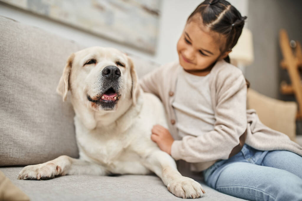 šťastná dívka sedí na pohovce a mazlení roztomilé labrador v moderním obývacím pokoji, zvíře společník - Fotografie, Obrázek