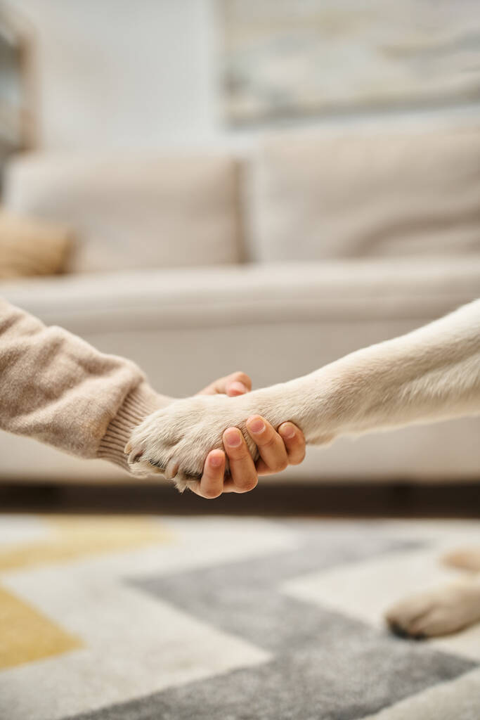 cute labrador giving paw to little girl in modern living room, cropped shot of kid and dog - Photo, Image