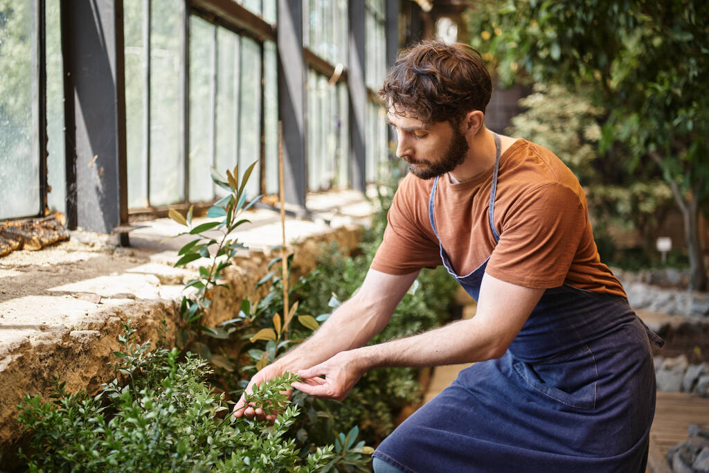 handsome and bearded gardener in denim apron looking at green leaves of plant in greenhouse - Photo, Image