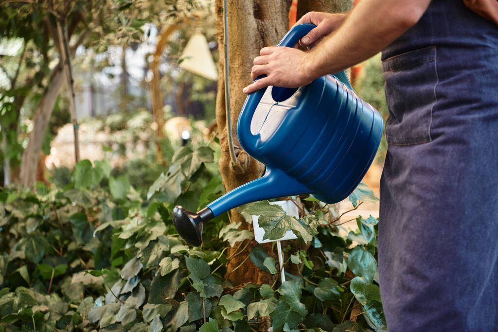 jardinero barbudo y de buen aspecto en el delantal de denim regar las plantas en invernadero, concepto de horticultura - Foto, Imagen