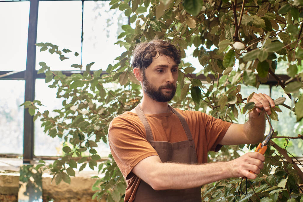 feliz jardinero en delantal de lino cortando ramas de plantas con tijeras de jardinería en invernadero - Foto, Imagen