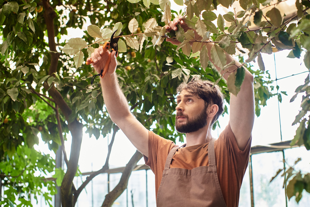 bearded gardener in linen apron cutting branch on tree with gardening scissors in greenhouse - Photo, Image