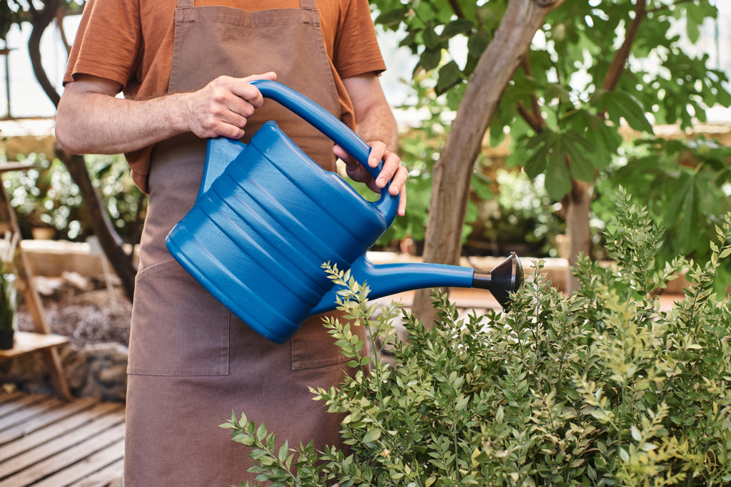 обрезанный снимок садовника в льняном фартуке поливающий зеленый куст с синей лейкой в теплице - Фото, изображение