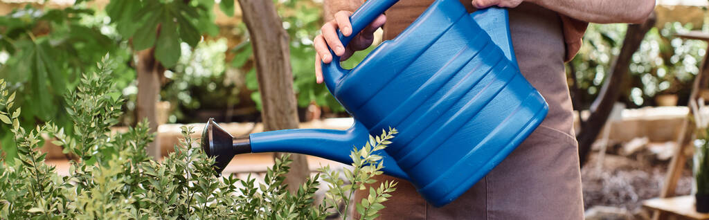 przycięty sztandar ogrodnika w fartuchu lnianym podlewanie zielony krzak z niebieskim podlewaniem puszki w szklarni - Zdjęcie, obraz