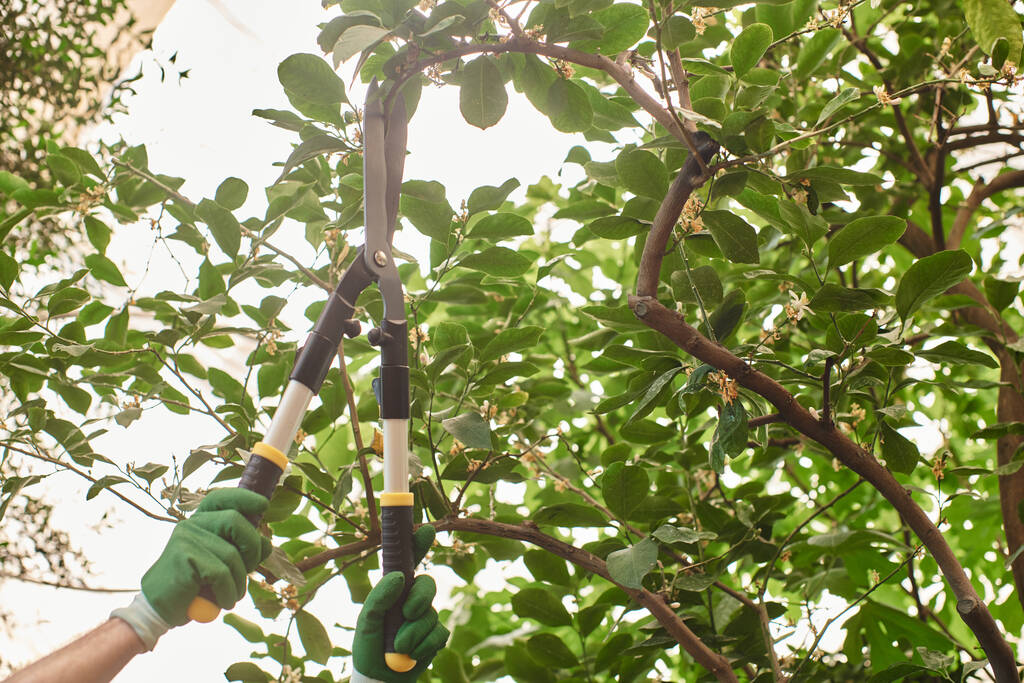 обрезанный кадр садовника в перчатках режет ветку на дереве большими садовыми ножницами в оранжерее - Фото, изображение