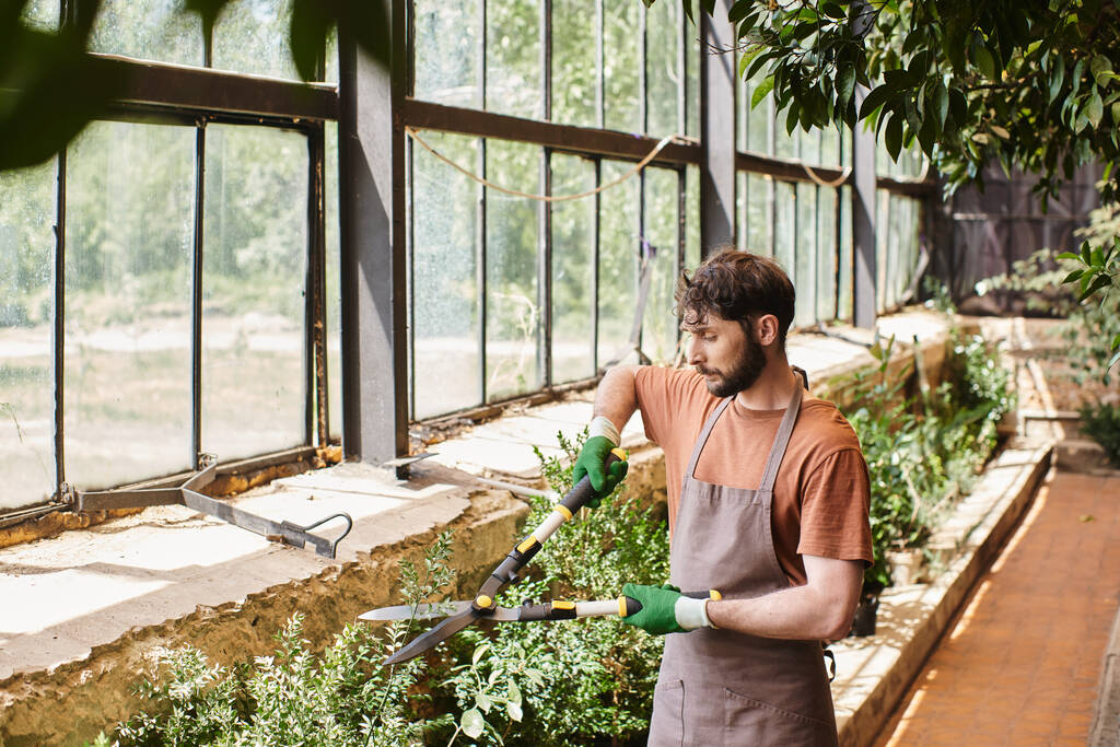 vousatý zahradník v rukavicích a zástěře zdobení zeleného keře s velkými zahradnickými nůžkami ve skleníku - Fotografie, Obrázek