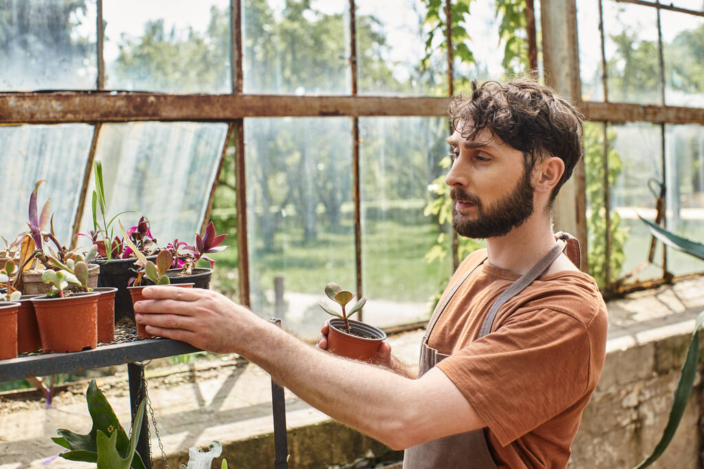 όμορφος και γενειοφόρος κηπουρός σε λινό ποδιά κοιτάζοντας πράσινα φυτά στο ράφι στο θερμοκήπιο - Φωτογραφία, εικόνα