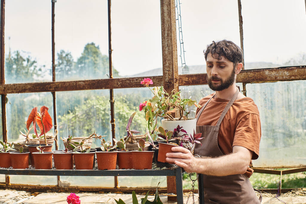 красивый и бородатый садовник в льняном фартуке осматривает растение возле стойки в оранжерее - Фото, изображение