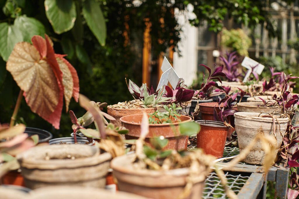 foto de hojas verdes en las plantas dentro de macetas en el estante en invernadero, concepto de jardinería - Foto, imagen
