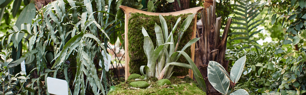 groene plant die groeit vanuit een houten stoel in de kas, verse bladeren en tuinbanner - Foto, afbeelding