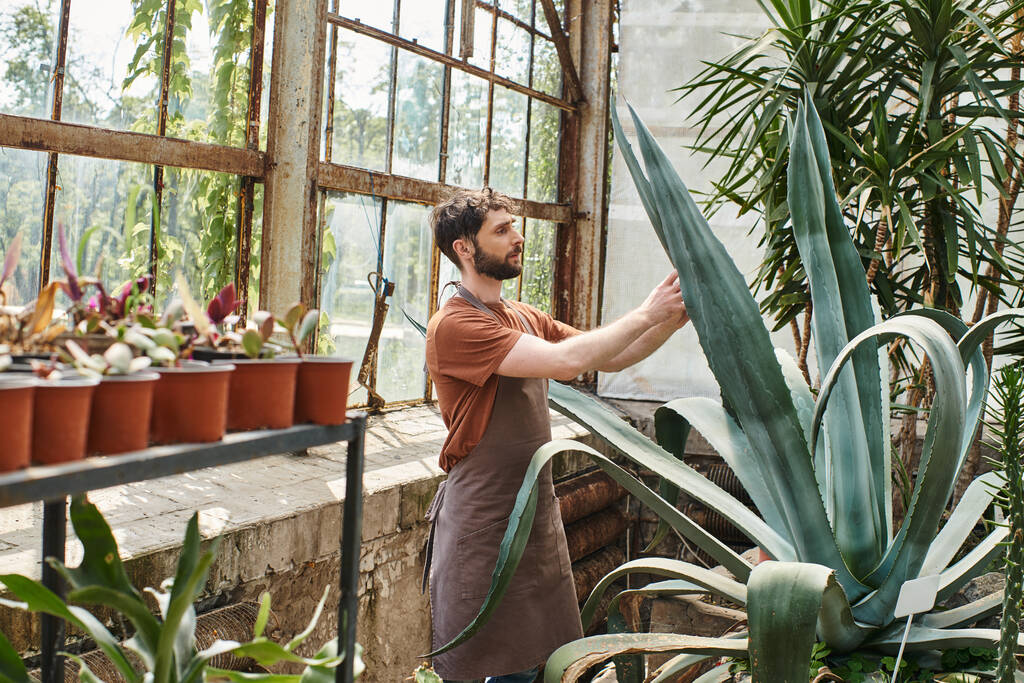 hermoso y barbudo jardinero en delantal la comprobación de hojas de aloe vera planta en invernadero, cuidado ecológico - Foto, Imagen