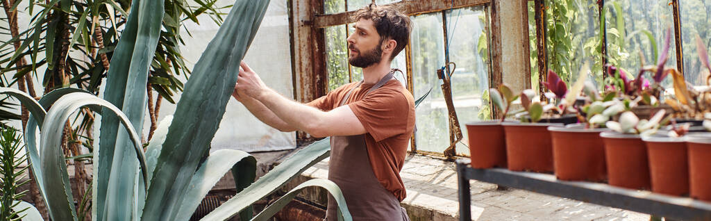 jóképű és szakállas kertész kötényben ellenőrzi az aloe vera növény leveleit üvegházban, banner - Fotó, kép