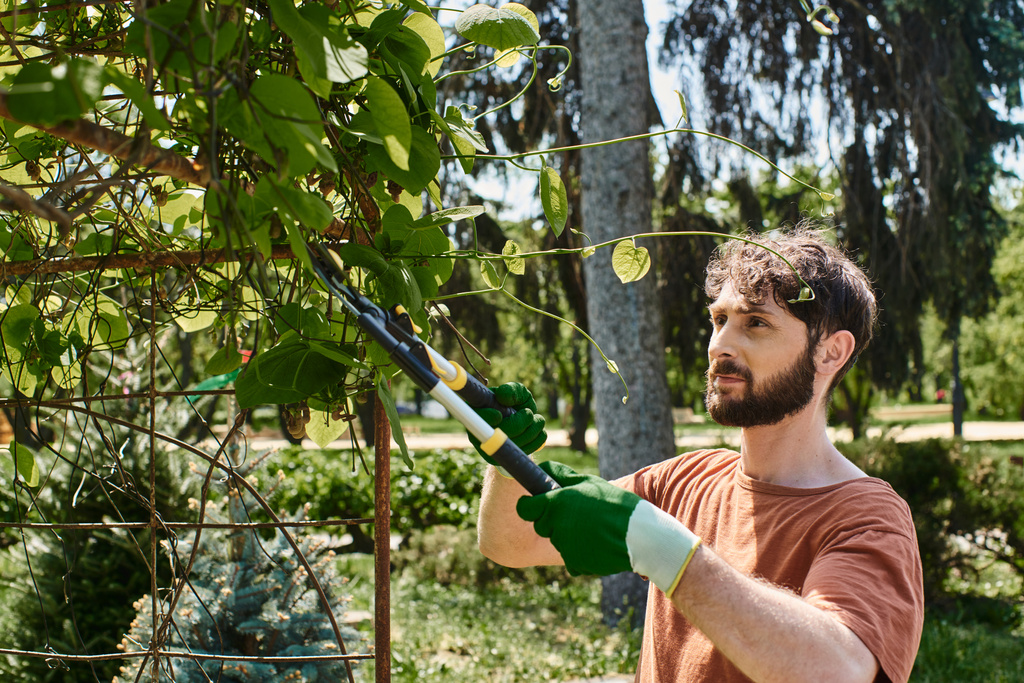 γενειοφόρος κηπουρός σε γάντια κλαδάκια κοπής σε πράσινο δέντρο με μεγάλο ψαλίδι κηπουρικής - Φωτογραφία, εικόνα