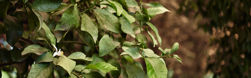 φρέσκα και πράσινα φύλλα δέντρου σε φυσικό περιβάλλον με θολή φόντο, λάβαρο φυλλώματος - Φωτογραφία, εικόνα