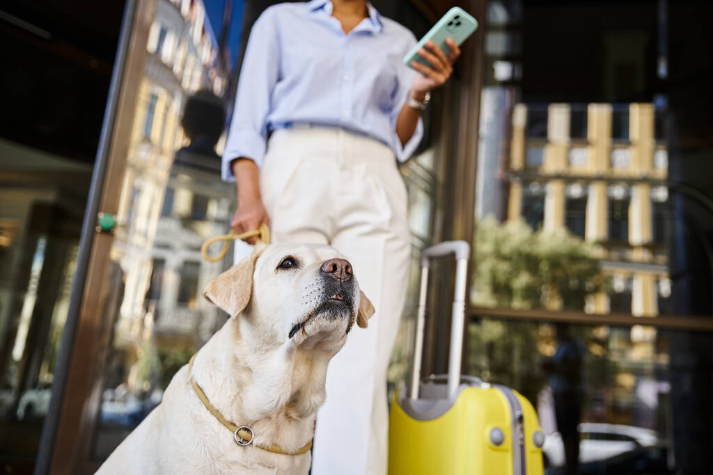 focus sur labrador près de femme afro-américaine en utilisant un smartphone à l'entrée de l'hôtel acceptant les animaux domestiques - Photo, image